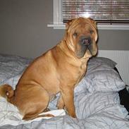 Shar pei Ozzi