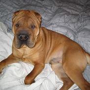 Shar pei Ozzi