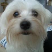 Malteser Malou