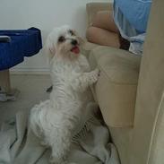 Malteser Malou