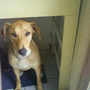 Blanding af racer Pepsi