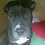 Amerikansk staffordshire terrier yajo