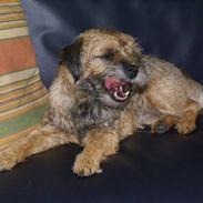 Border terrier Berta