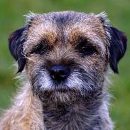 Border terrier Berta