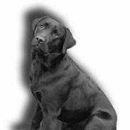 Labrador retriever Lau