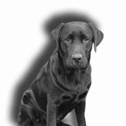 Labrador retriever Lau