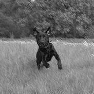 Labrador retriever Lau