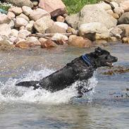 Labrador retriever Lau