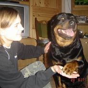 Rottweiler Sussi <3