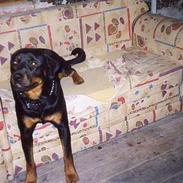 Rottweiler Sussi <3