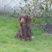 Dværggravhund Goofy