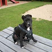 Amerikansk staffordshire terrier yajo