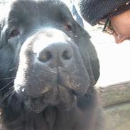 Newfoundlænder BASILLE (RIP)