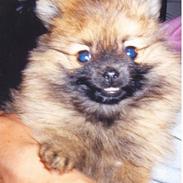 Pomeranian My RIP