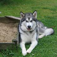 Alaskan malamute Mickey