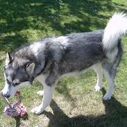 Alaskan malamute Mickey