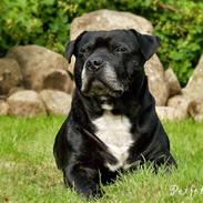 Staffordshire bull terrier  "Engelsk"  Kenzo (RIP)