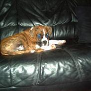 Boxer Chico 