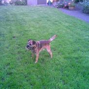 Border terrier Buster Oregon Mortensen