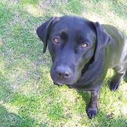 Labrador retriever Nala