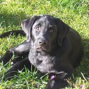 Labrador retriever Brårup´s Prins Pavlos