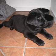 Labrador retriever Brårup´s Prins Pavlos