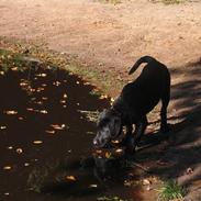 Labrador retriever Brårup´s Prins Pavlos