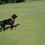 Labrador retriever Keiko