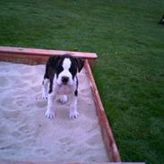 Amerikansk staffordshire terrier daisy