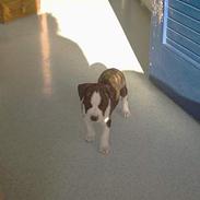 Amerikansk staffordshire terrier daisy