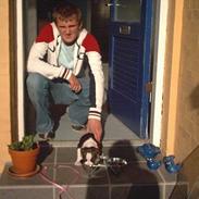 Amerikansk staffordshire terrier daisy