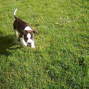 Amerikansk staffordshire terrier daisy