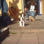 Amerikansk staffordshire terrier daisy