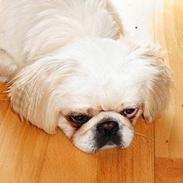 Pekingeser Snow (død)