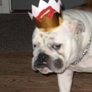 Engelsk bulldog Blob