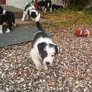 Border collie Kali