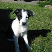 Border collie Kali