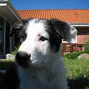 Border collie Kali