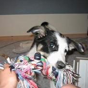 Border collie Kali