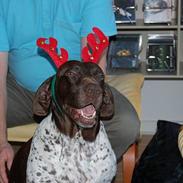 Gammel dansk hønsehund Mille