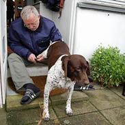 Gammel dansk hønsehund Mille