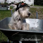 West highland white terrier Basim *Himmelhund*