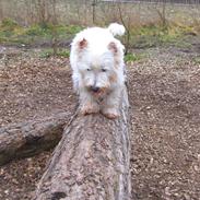 West highland white terrier Basim *Himmelhund*