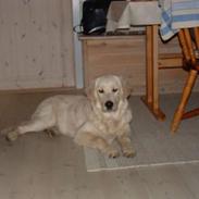 Golden retriever Hercules