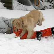 Golden retriever Hercules