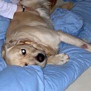 Golden retriever Hercules