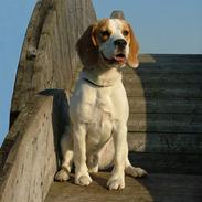 Beagle IC (Icecream)