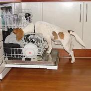 Beagle IC (Icecream)