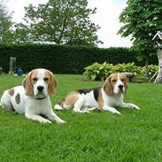 Beagle IC (Icecream)