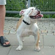 Engelsk bulldog Mille